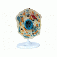CELULA ANIMAL TZJ 0005 ANATOMIC